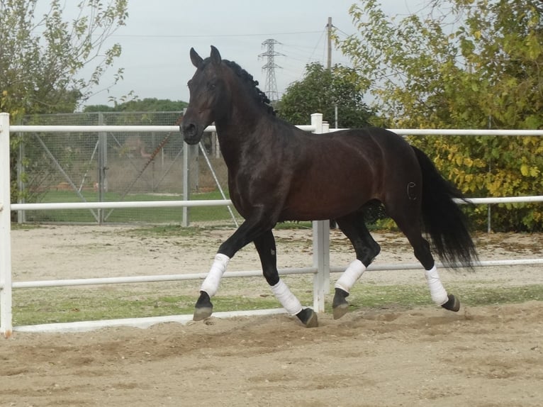 PRE Hengst 15 Jahre 170 cm Dunkelbrauner in Cubas De La Sagra