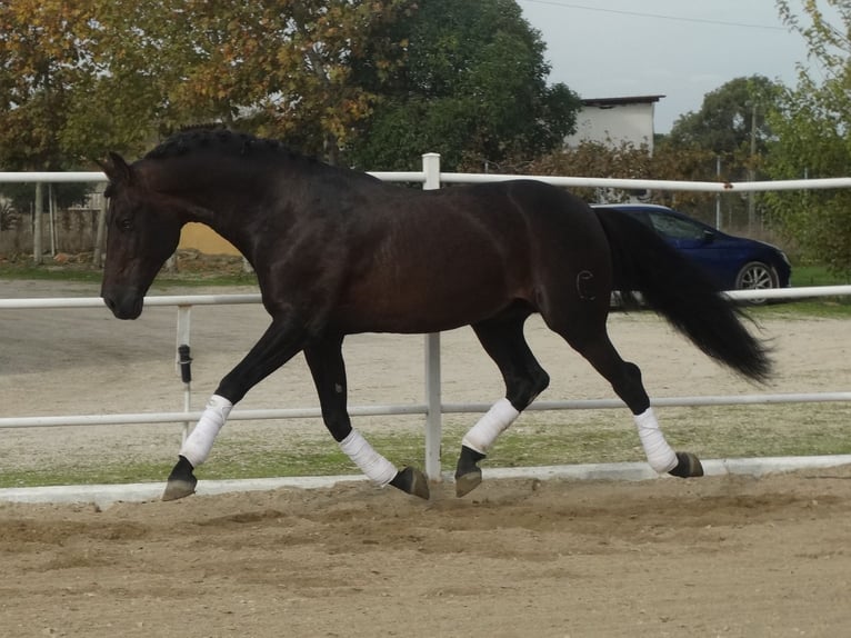 PRE Hengst 15 Jahre 170 cm Dunkelbrauner in Cubas De La Sagra