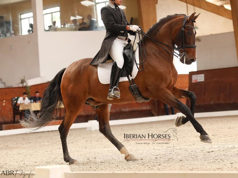 PRE Mix Hengst 15 Jahre 171 cm Brauner in Navas Del Madroño