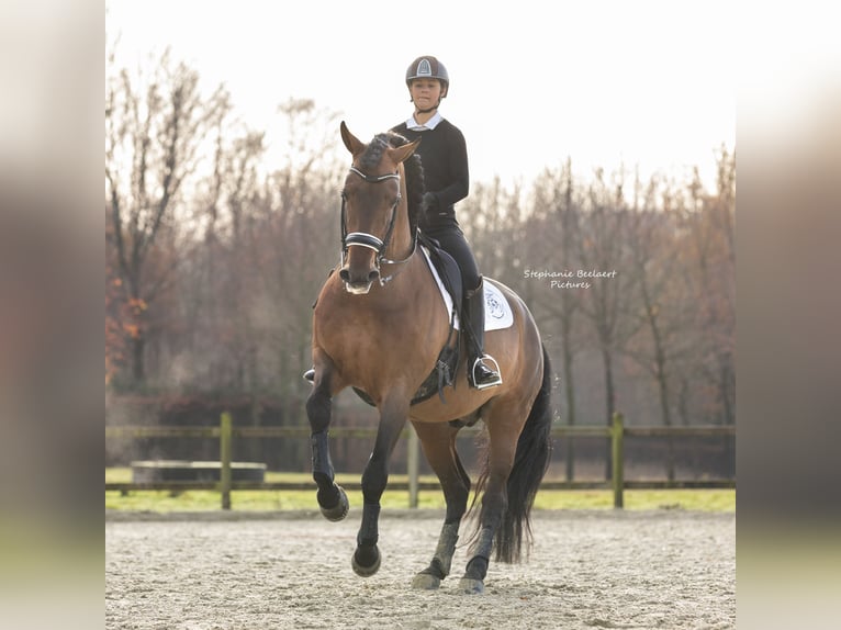 PRE Hengst 15 Jahre 172 cm Brauner in Meerdonk