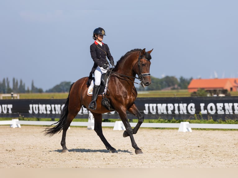 PRE Hengst 15 Jahre 172 cm Brauner in Meerdonk