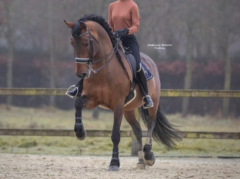 PRE Mix Hengst 15 Jahre 173 cm Brauner in Navas Del Madro&#xF1;o