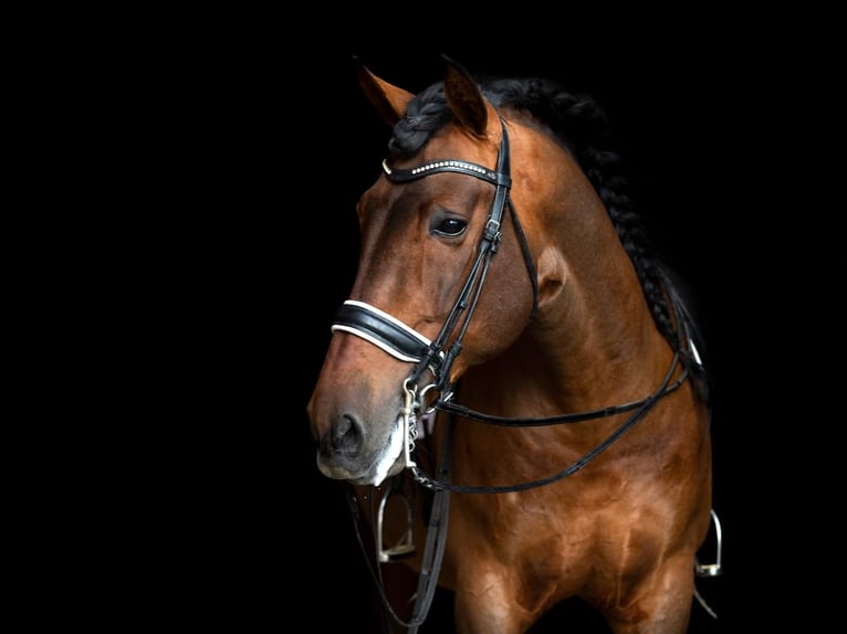 PRE Mix Hengst 15 Jahre 173 cm Brauner in Navas Del Madro&#xF1;o