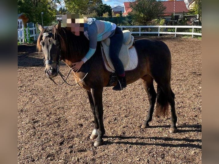 PRE Mix Hengst 16 Jaar 158 cm Donkerbruin in Lubmin