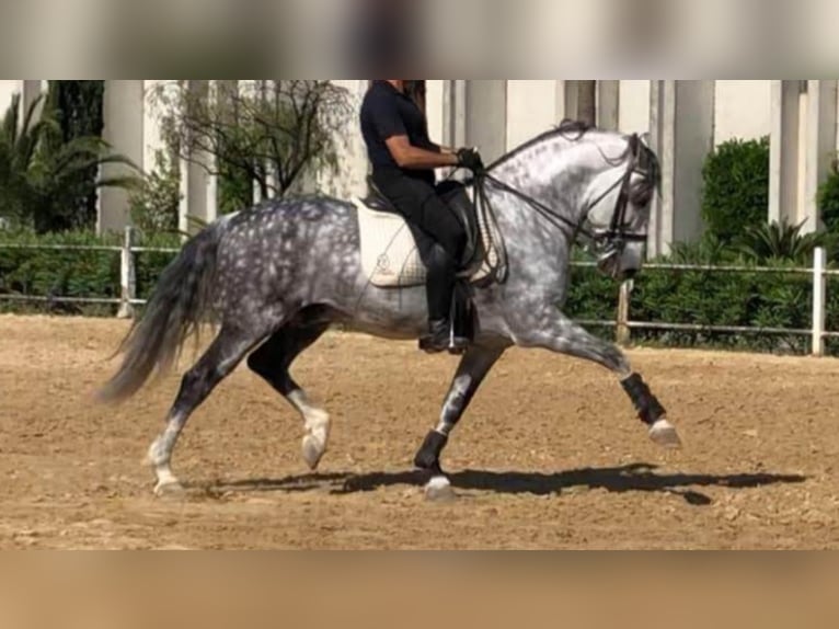 PRE Mix Hengst 16 Jaar 165 cm Schimmel in NAVAS DEL MADRO&#xD1;O