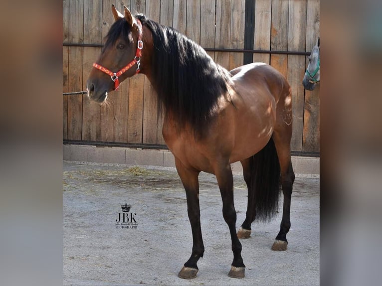 PRE Hengst 16 Jaar 167 cm Bruin in Tabernas Almeria