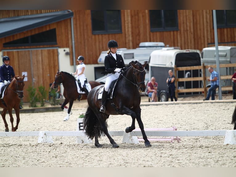 PRE Hengst 16 Jahre 162 cm Brauner in Groß-Zimmern