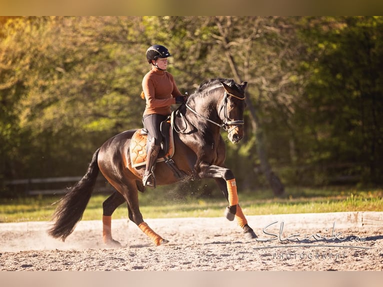 PRE Hengst 16 Jahre 162 cm Brauner in Groß-Zimmern