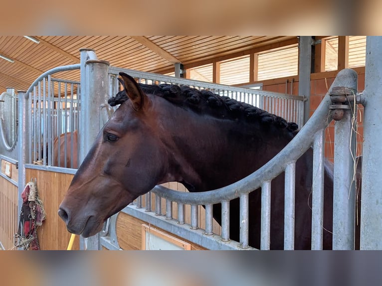 PRE Hengst 16 Jahre 162 cm Brauner in Groß-Zimmern