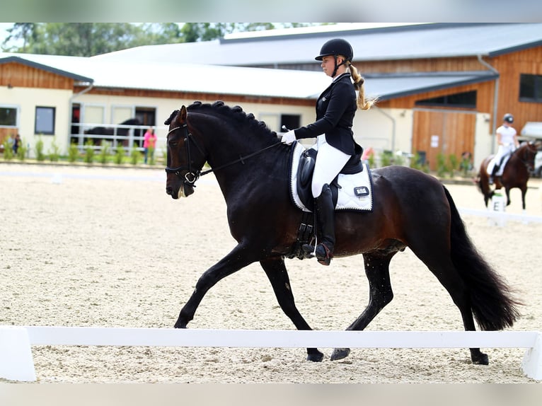 PRE Hengst 16 Jahre 162 cm Brauner in Groß-Zimmern