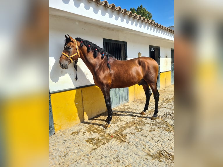 PRE Hengst 16 Jahre 167 cm Brauner in Arcos de la Frontera