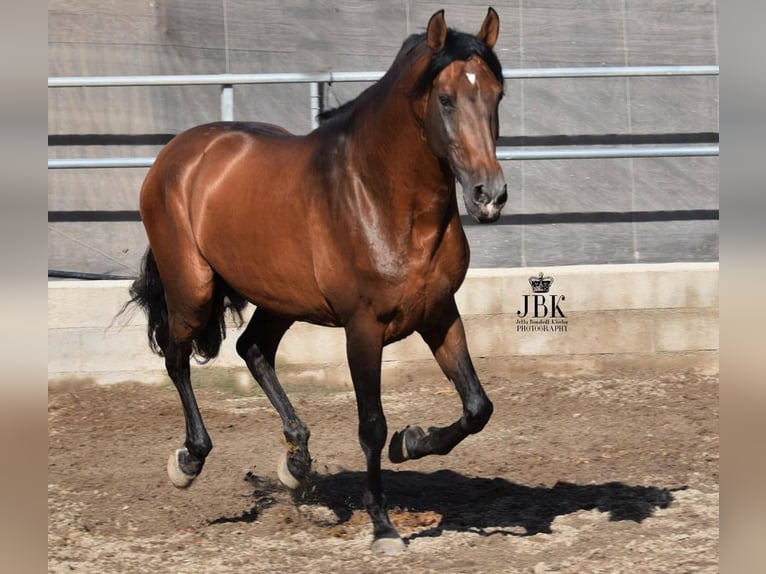 PRE Hengst 16 Jahre 167 cm Brauner in Tabernas Almeria