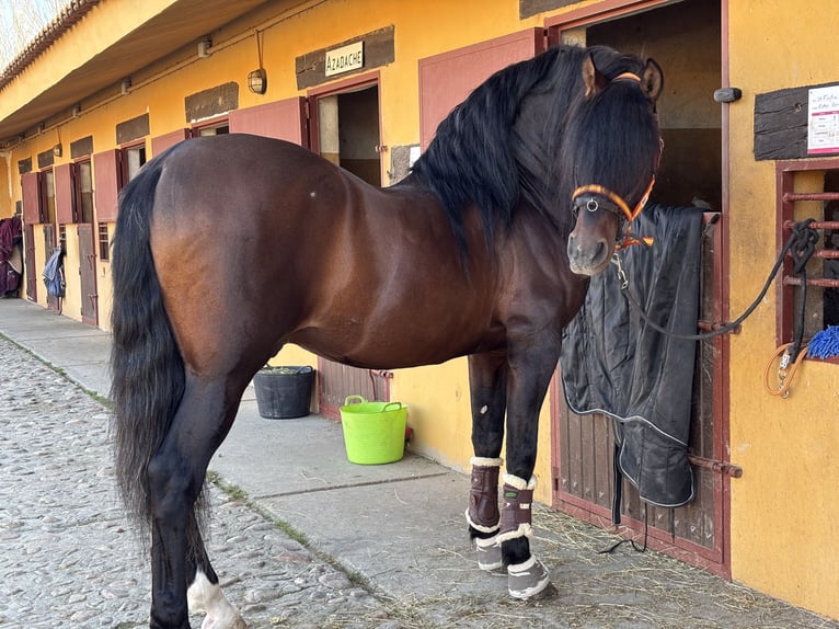 PRE Hengst 16 Jahre 167 cm Dunkelbrauner in Valdeolmos