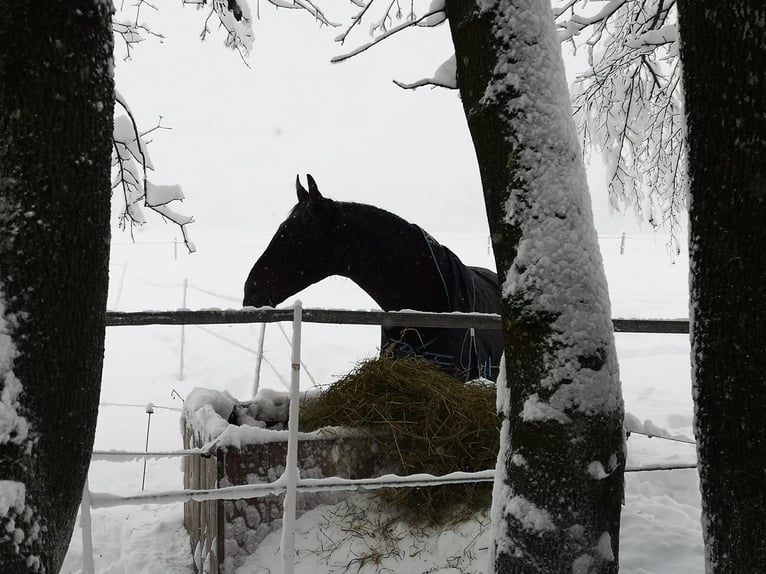 PRE Mix Hengst 16 Jahre 170 cm Brauner in Halblech PRE Mix Hengst 16 Jahre 170 cm Brauner in Halblech