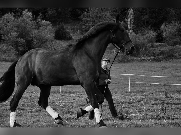 PRE Mix Hengst 16 Jahre 170 cm Brauner in Halblech PRE Mix Hengst 16 Jahre 170 cm Brauner in Halblech