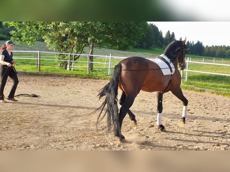 PRE Mix Hengst 16 Jahre 170 cm Brauner in Halblech PRE Mix Hengst 16 Jahre 170 cm Brauner in Halblech