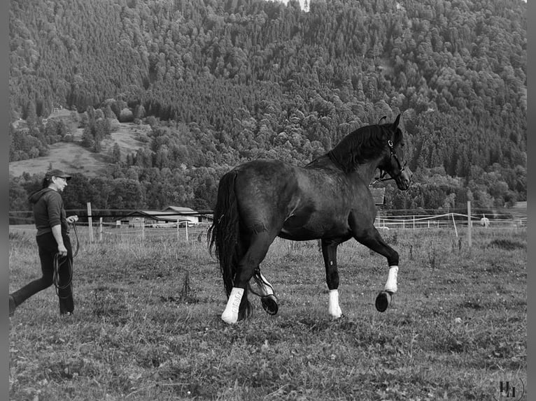 PRE Mix Hengst 16 Jahre 170 cm Brauner in Halblech PRE Mix Hengst 16 Jahre 170 cm Brauner in Halblech