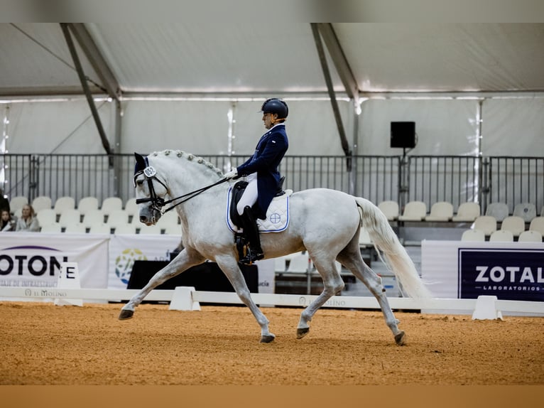 PRE Hengst 17 Jaar 163 cm Schimmel in Ventosa Del Rio Almar