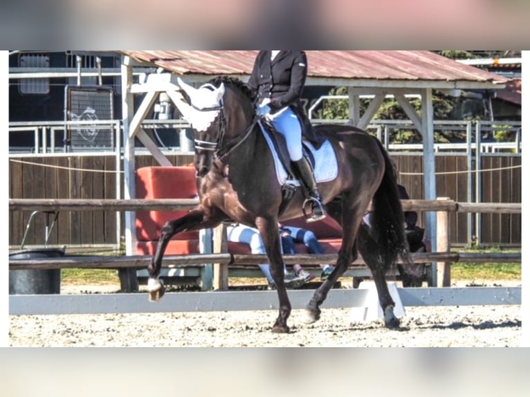 PRE Hengst 17 Jahre 155 cm Rappe in NAVAS DEL MADRONO