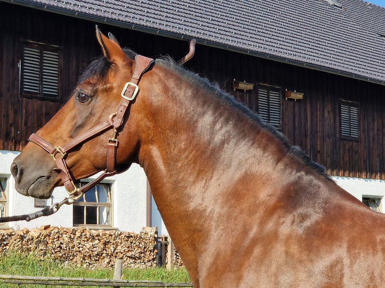 PRE Mix Hengst 17 Jahre 158 cm Brauner in Bad Tölz PRE Mix Hengst 17 Jahre 158 cm Brauner in Bad Tölz