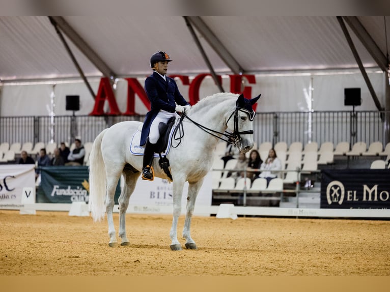PRE Hengst 17 Jahre 163 cm Schimmel in Ventosa Del Rio Almar