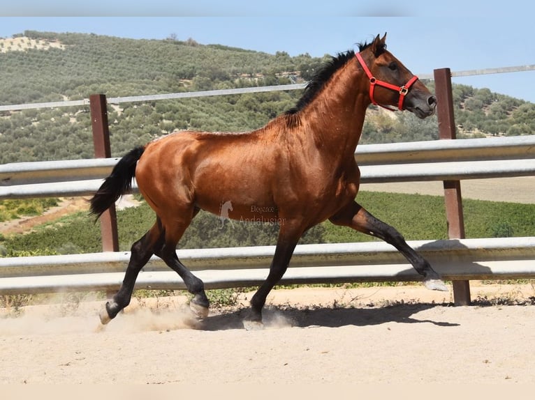 PRE Mix Hengst 17 Jahre 165 cm Brauner in Provinz Cordoba
