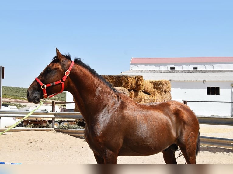 PRE Hengst 17 Jahre 165 cm Brauner in Provinz Cordoba