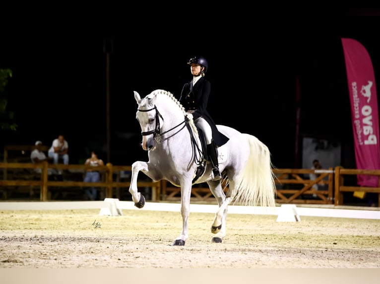 PRE Mix Hengst 17 Jahre 170 cm Schimmel in Los Barrios