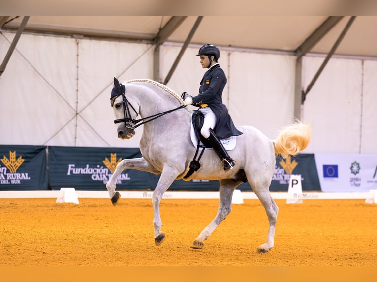 PRE Mix Hengst 17 Jahre 170 cm Schimmel in Los Barrios