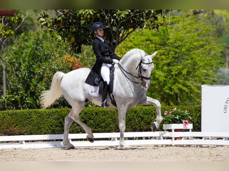PRE Mix Hengst 17 Jahre 170 cm Schimmel in Los Barrios