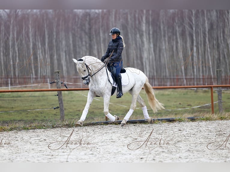 PRE Hengst 18 Jaar 160 cm Schimmel in Krusze