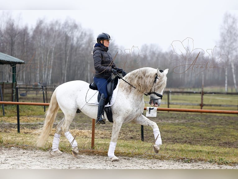 PRE Hengst 18 Jaar 160 cm Schimmel in Krusze