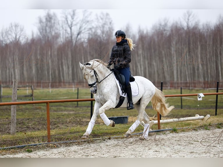 PRE Hengst 18 Jaar 160 cm Schimmel in Krusze