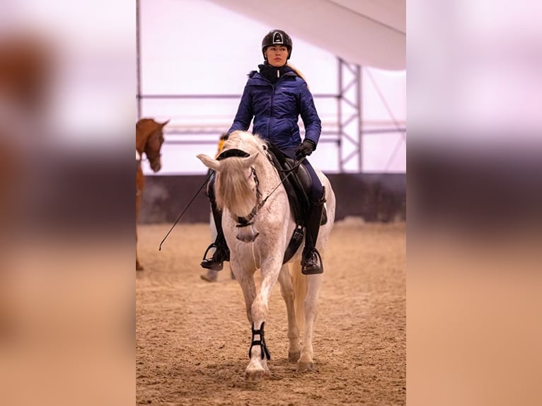 PRE Hengst 18 Jaar 160 cm Schimmel in Krusze