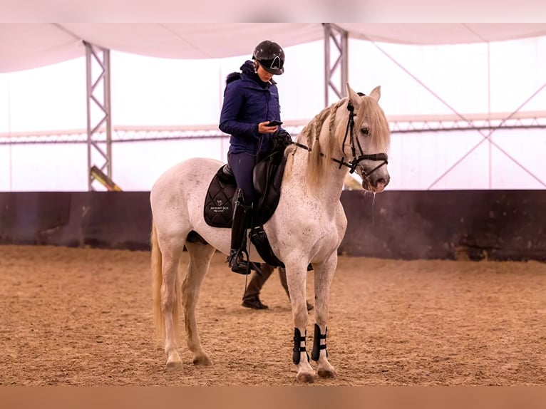 PRE Hengst 18 Jaar 160 cm Schimmel in Krusze