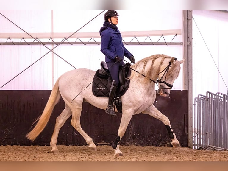 PRE Hengst 18 Jaar 160 cm Schimmel in Krusze