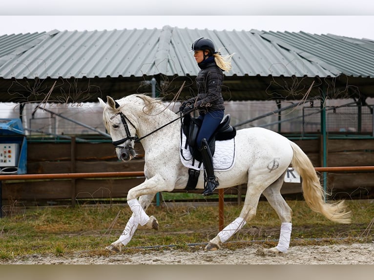 PRE Hengst 18 Jaar 160 cm Schimmel in Krusze