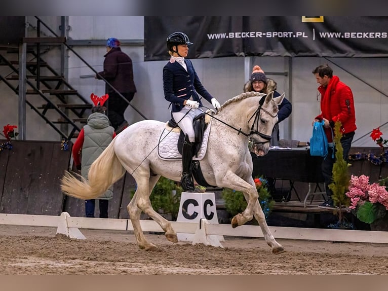 PRE Hengst 18 Jaar 160 cm Schimmel in Krusze