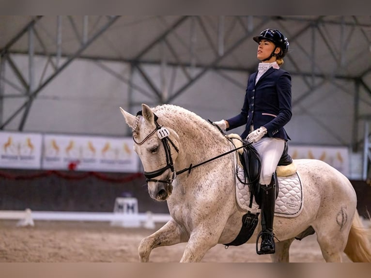 PRE Hengst 18 Jaar 160 cm Schimmel in Krusze