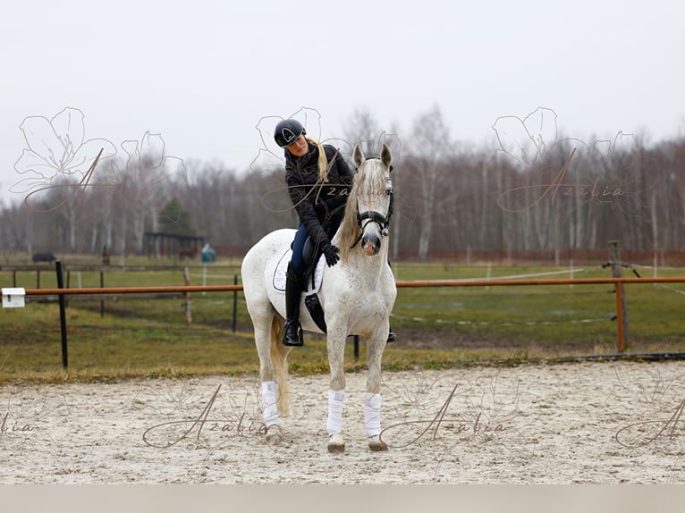 PRE Hengst 18 Jaar 160 cm Schimmel in Krusze