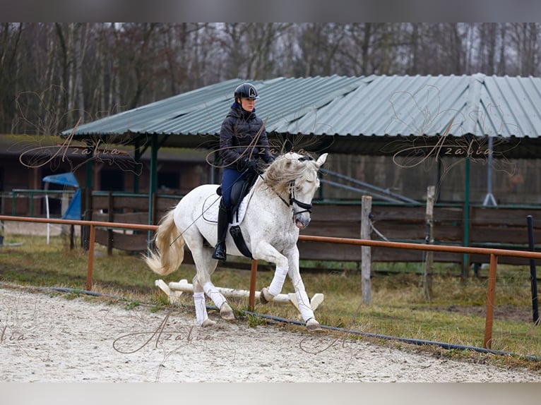 PRE Hengst 18 Jaar 160 cm Schimmel in Krusze