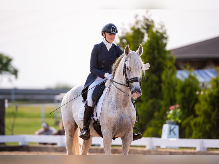 PRE Mix Hengst 18 Jaar 162 cm Schimmel in Krusze