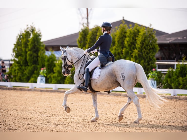 PRE Mix Hengst 18 Jaar 162 cm Schimmel in Krusze