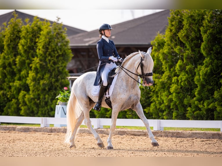 PRE Mix Hengst 18 Jaar 162 cm Schimmel in Krusze