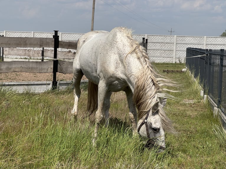 PRE Mix Hengst 18 Jaar 162 cm Schimmel in Krusze
