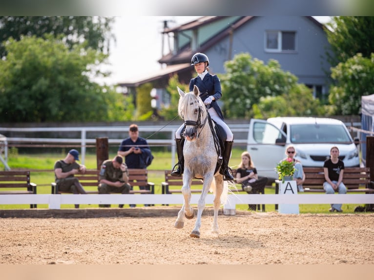 PRE Mix Hengst 18 Jahre 162 cm Schimmel in Krusze