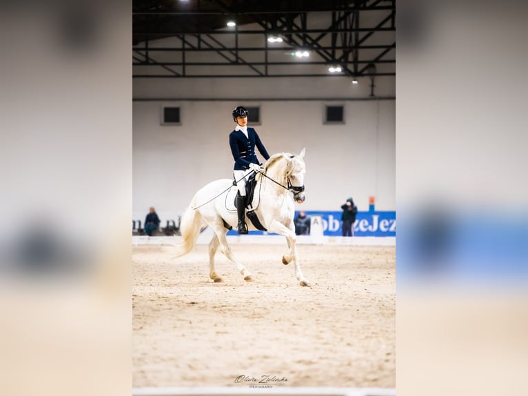 PRE Mix Hengst 18 Jahre 162 cm Schimmel in Krusze