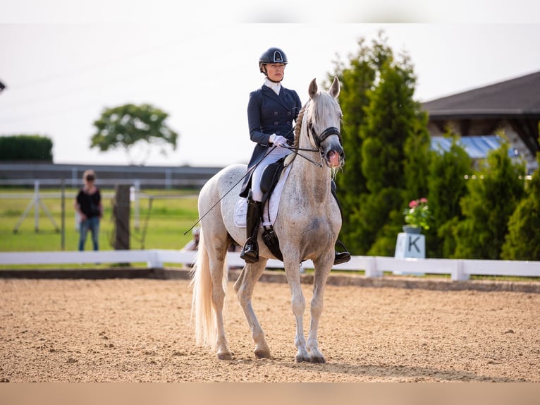 PRE Mix Hengst 18 Jahre 162 cm Schimmel in Krusze