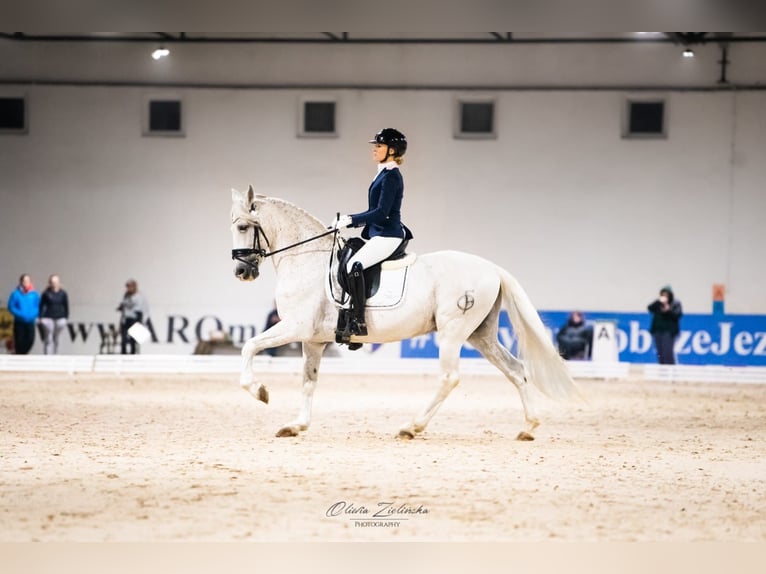 PRE Mix Hengst 18 Jahre 162 cm Schimmel in Krusze
