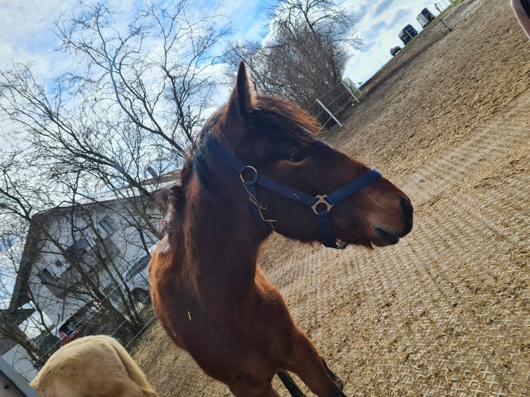 PRE Mix Hengst 1 Jaar 120 cm Bruin in Neumarkt-Sankt Veit